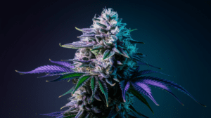 Cooking with Blue Cheese: Edible Recipes and Dosing Guide