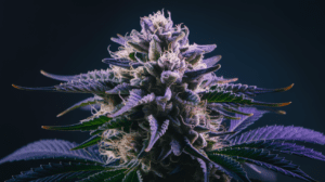 Blue Cheese Side Effects: What You Should Know