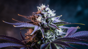 Pairing Blue Cheese with Food and Beverages