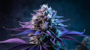 Blue Cheese for Sleep: Does It Really Help Insomnia?