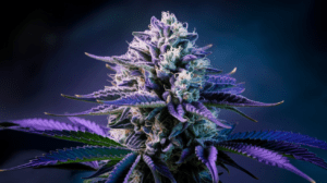 Pairing Blue Cheese with Food and Beverages