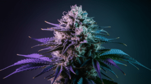 Blue Cheese for Sleep: Does It Really Help Insomnia?