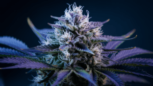 Why Blue Cheese is Perfect for Social Settings