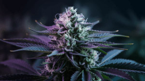 Blue Cheese for Beginners: What to Expect Your First Time