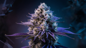 Blue Cheese for Beginners: What to Expect Your First Time