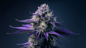 The History of Blue Cheese: Origins and Cultural Impact